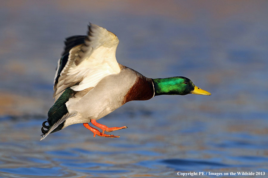 Mallard in flight.