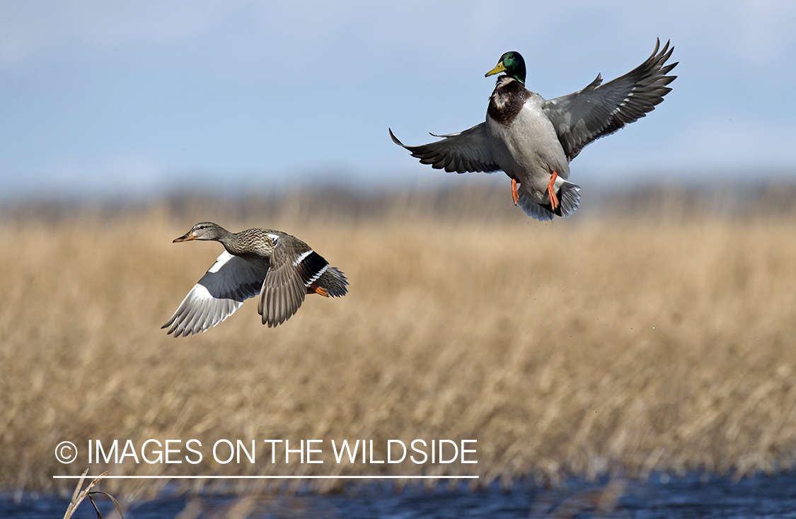 Mallards in flight above water.