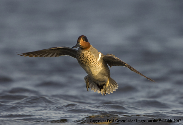 Green-winged teal in habitat