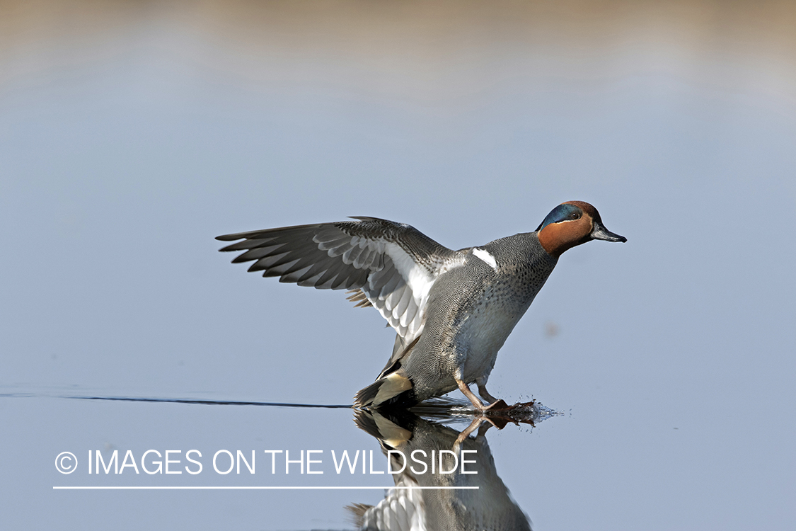 Green-winged Teal in flight.