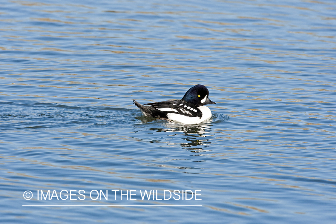 Barrow's Goldeneye on water.