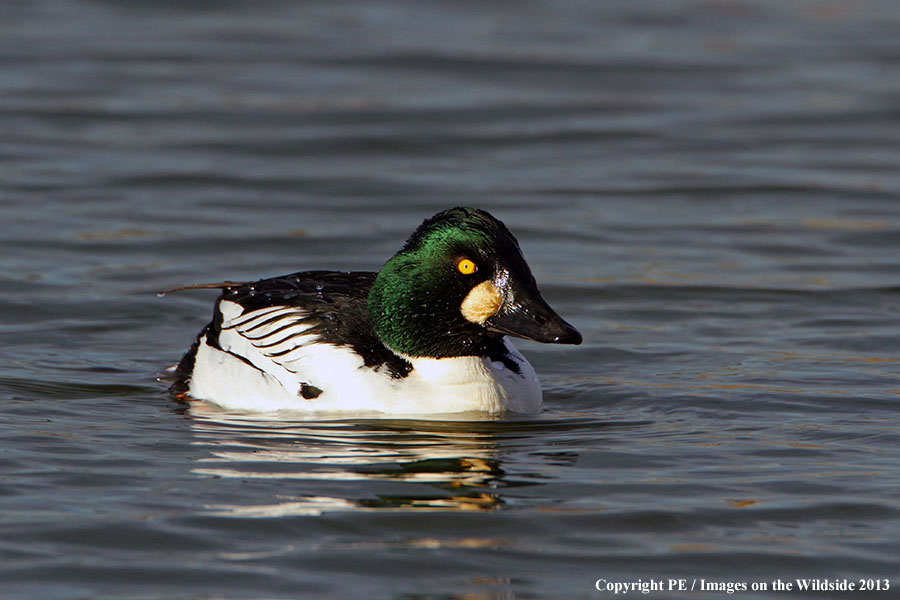 Common Goldeneye drake in habitat.