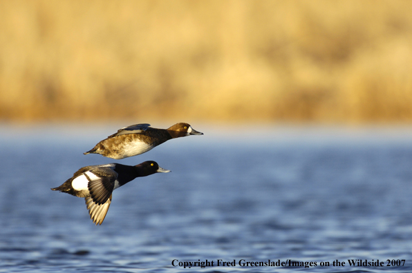 Lesser Scaup duck