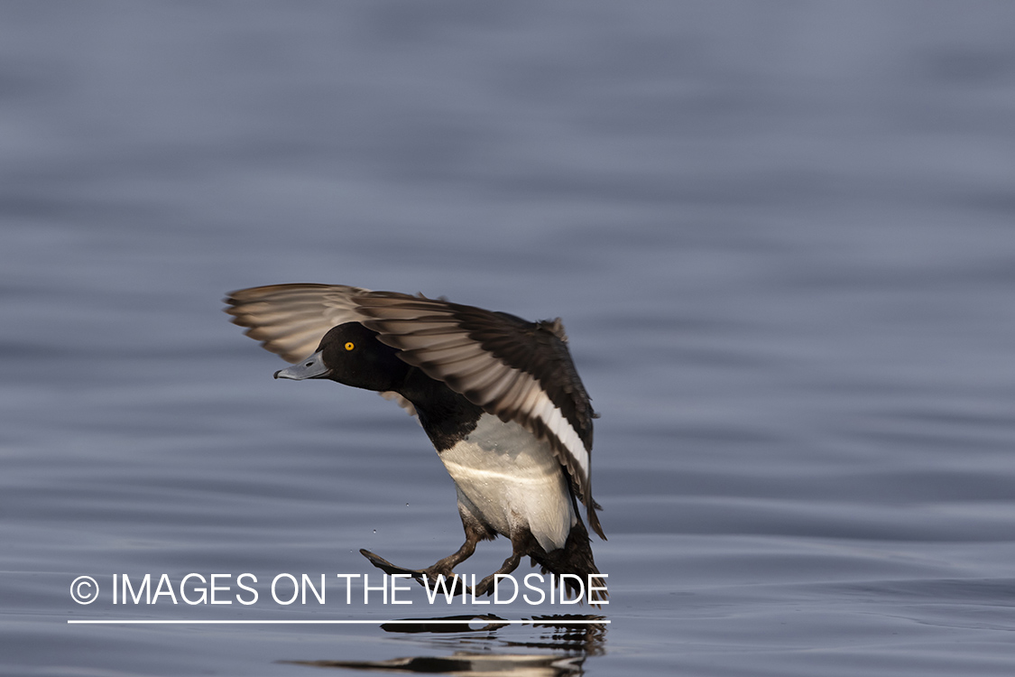 Lesser Scaup in flight.