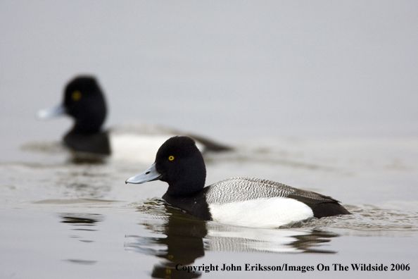 Greater scaup ducks in habitat.