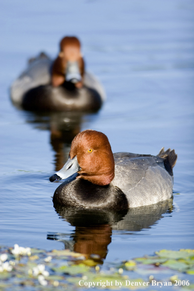 Redhead ducks.