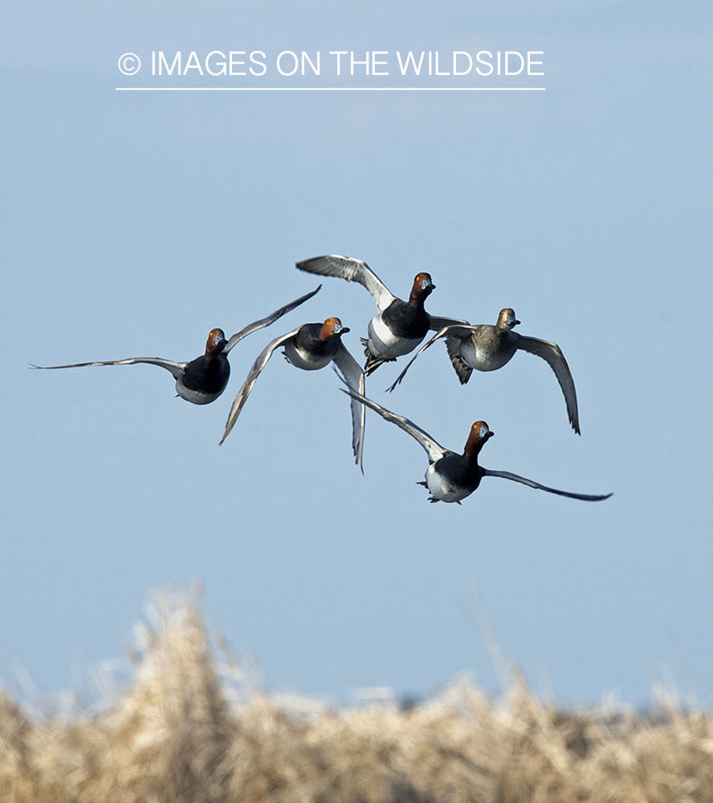 Redhead flock in flight. 