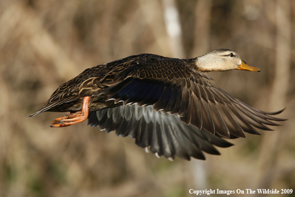 Mottled Duck in Flight