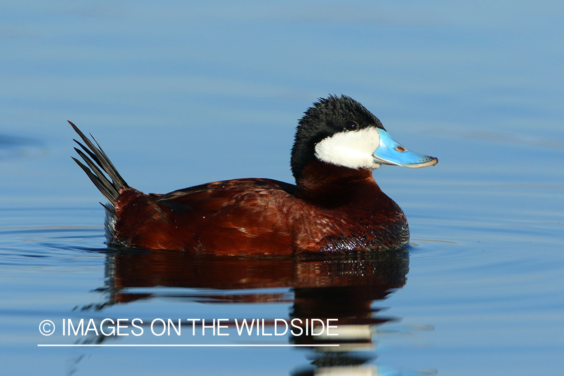 Ruddy Duck Drake