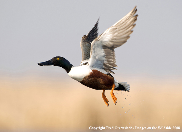 Shoveler Duck in Flight