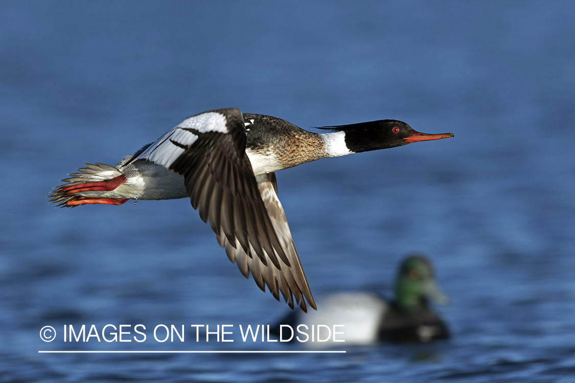 Red-breasted Merganser in flight.