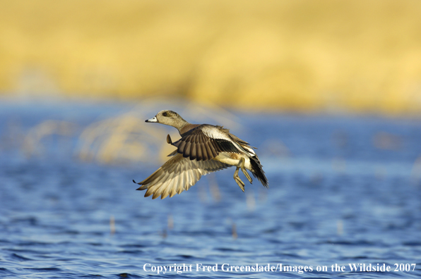 Wigeon duck