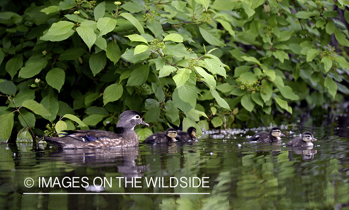 Wood duck with young.