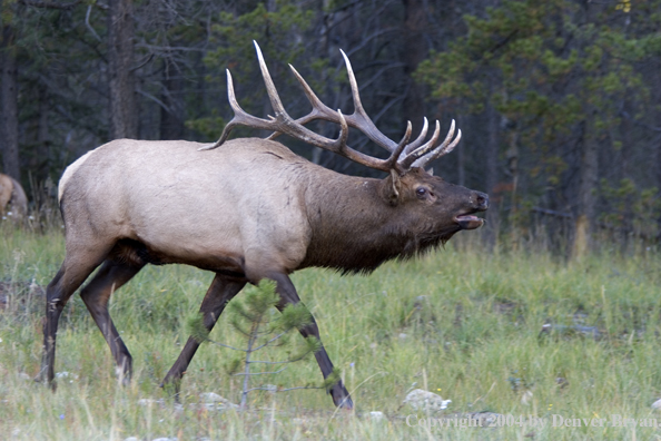 Rocky Mountain bull elk bugling.