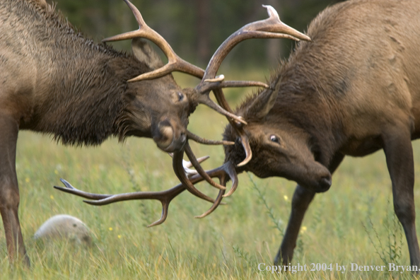 Rocky Mountain bull elk fighting.