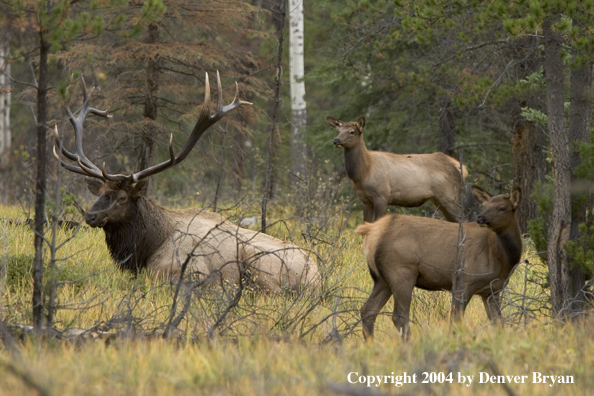 Rocky Mountain bull elk, with cows, bedded in forest.