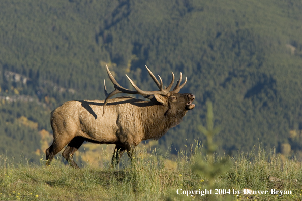 Rocky Mountain bull elk bugling.