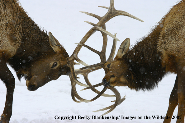 Rocky Mountian Bull Elk Fighting