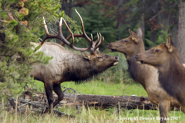 Rocky Mountain Elk 