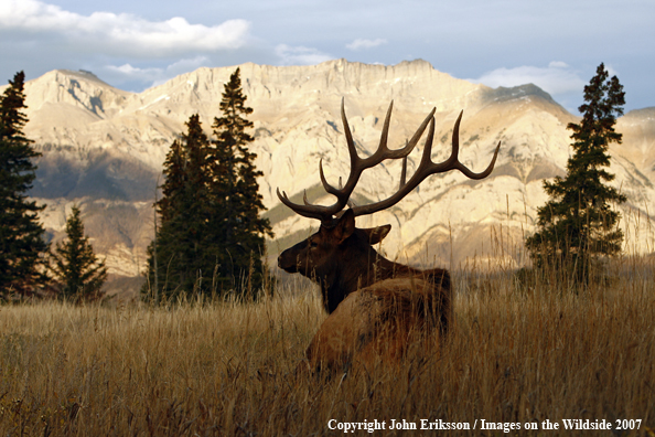 Rocky Mountain Elk bedded down