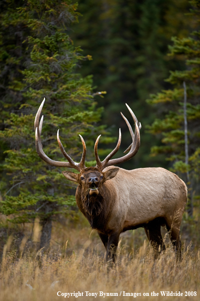 Rocky Mountain Elk in habitat