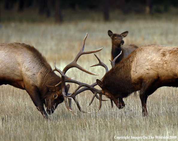 Bull Elk Fighting