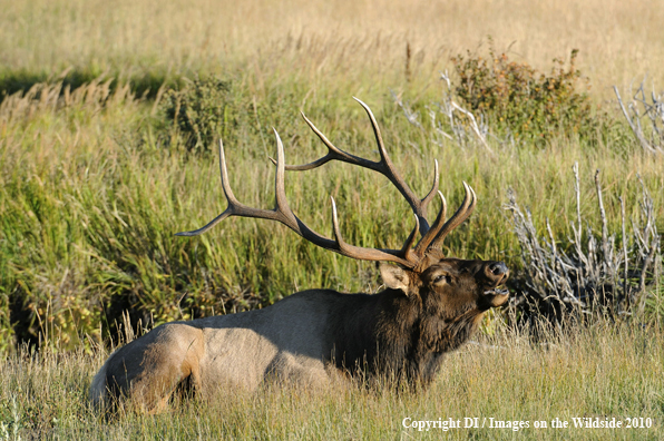 Rocky Mountain Bull Elk