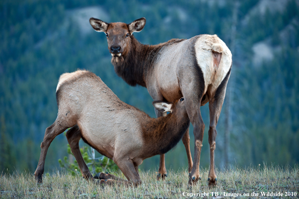 Rocky Mountain elk. 