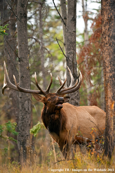 Bull elk bugling. 