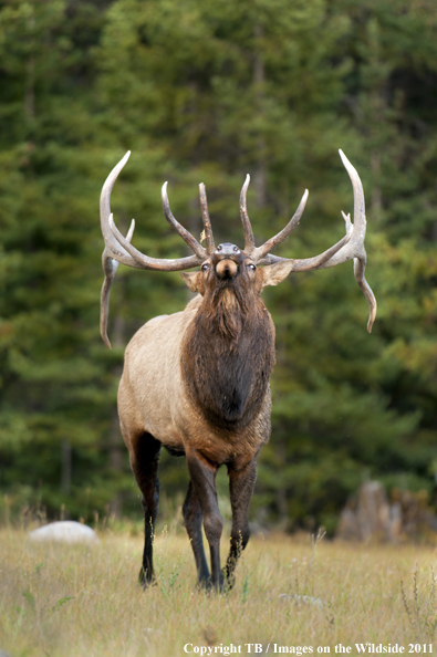 Rocky Mountain bull elk in habitat. 