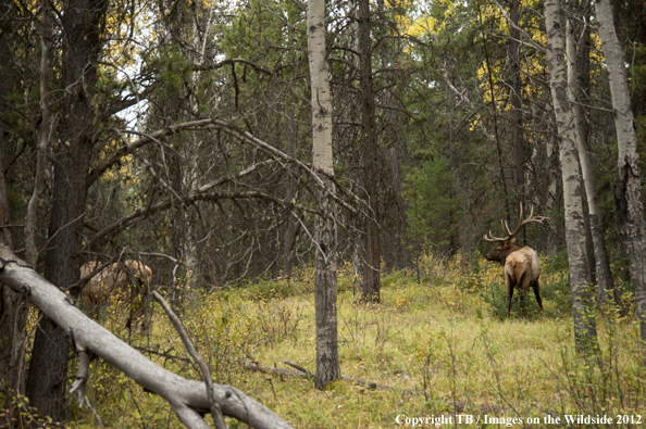 Bull elk in habitat. 