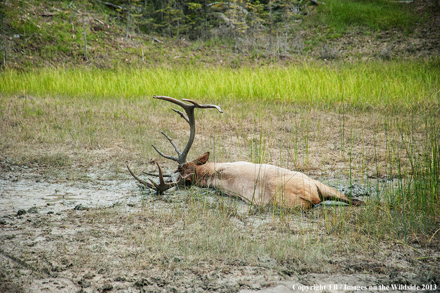 Bull elk wading in mud.