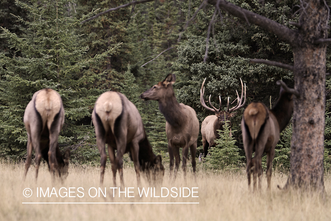 Rocky Mountain Bull Elk with harem of cows during the rut.