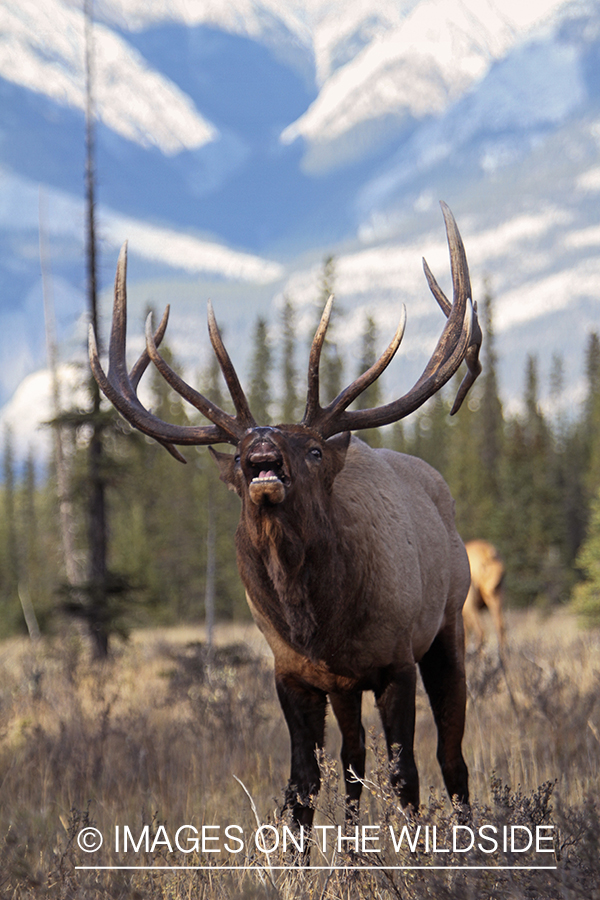 Rocky Mountain Bull Elk bugling in habitat.