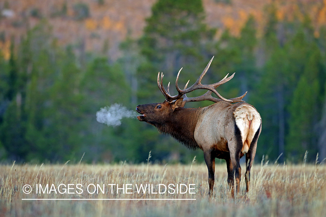 Bull elk bugling on cold morning.