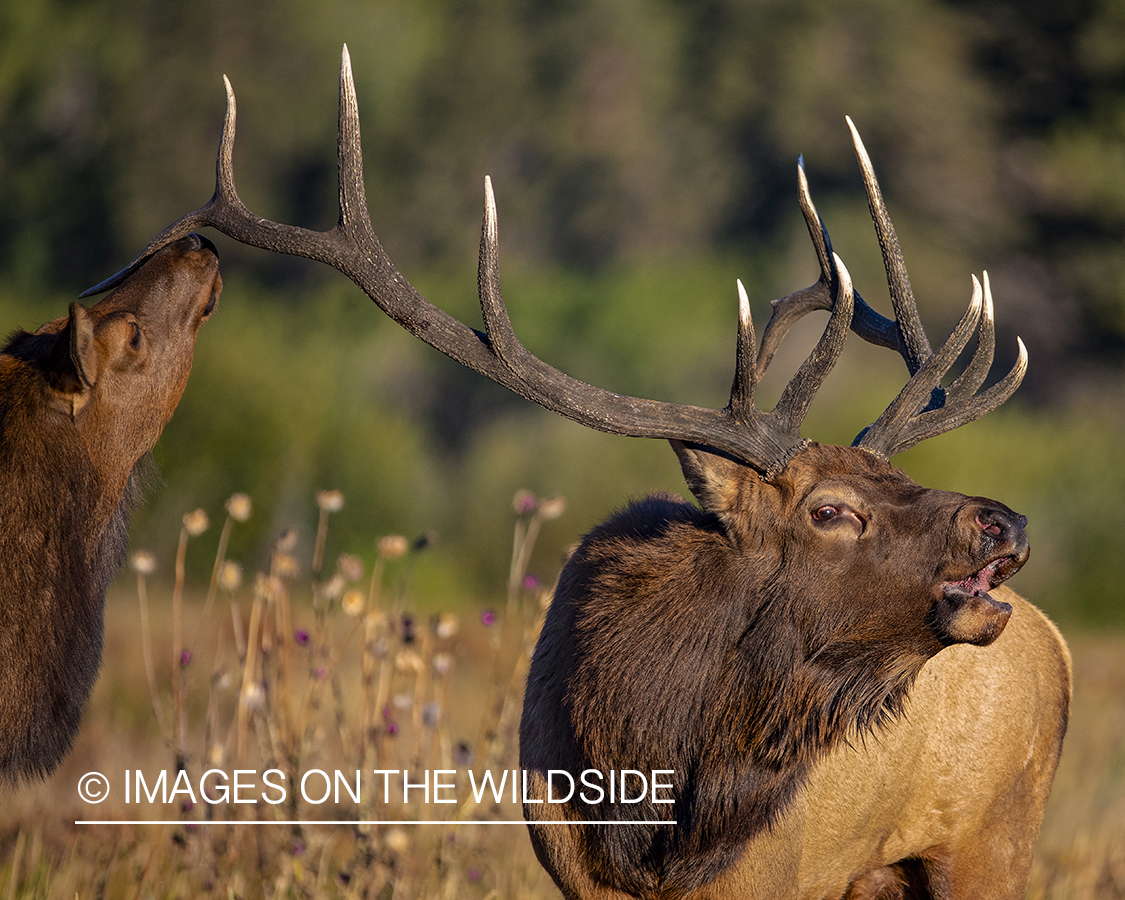 Bull elk bugling in field.