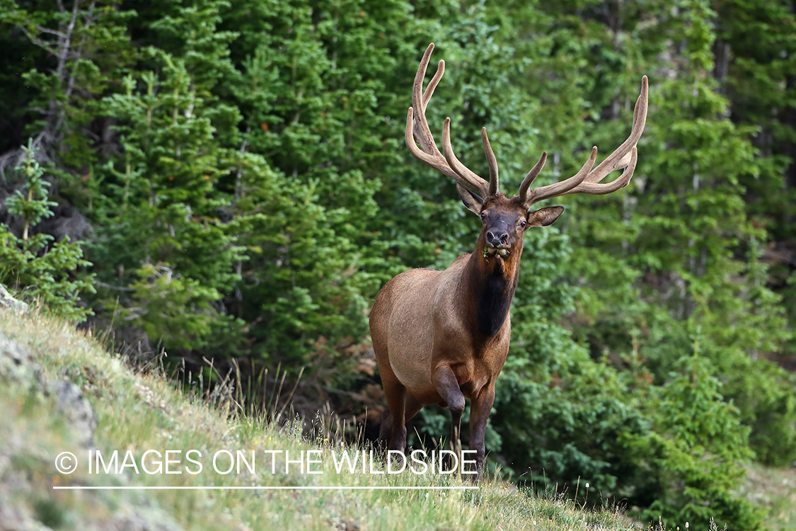 Bull elk in velvet.