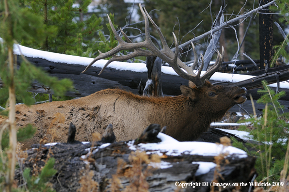 Bull elk in habitat.