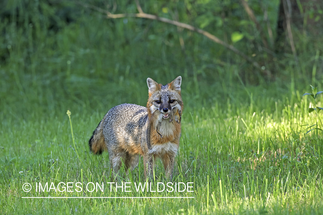 Gray fox with kill.