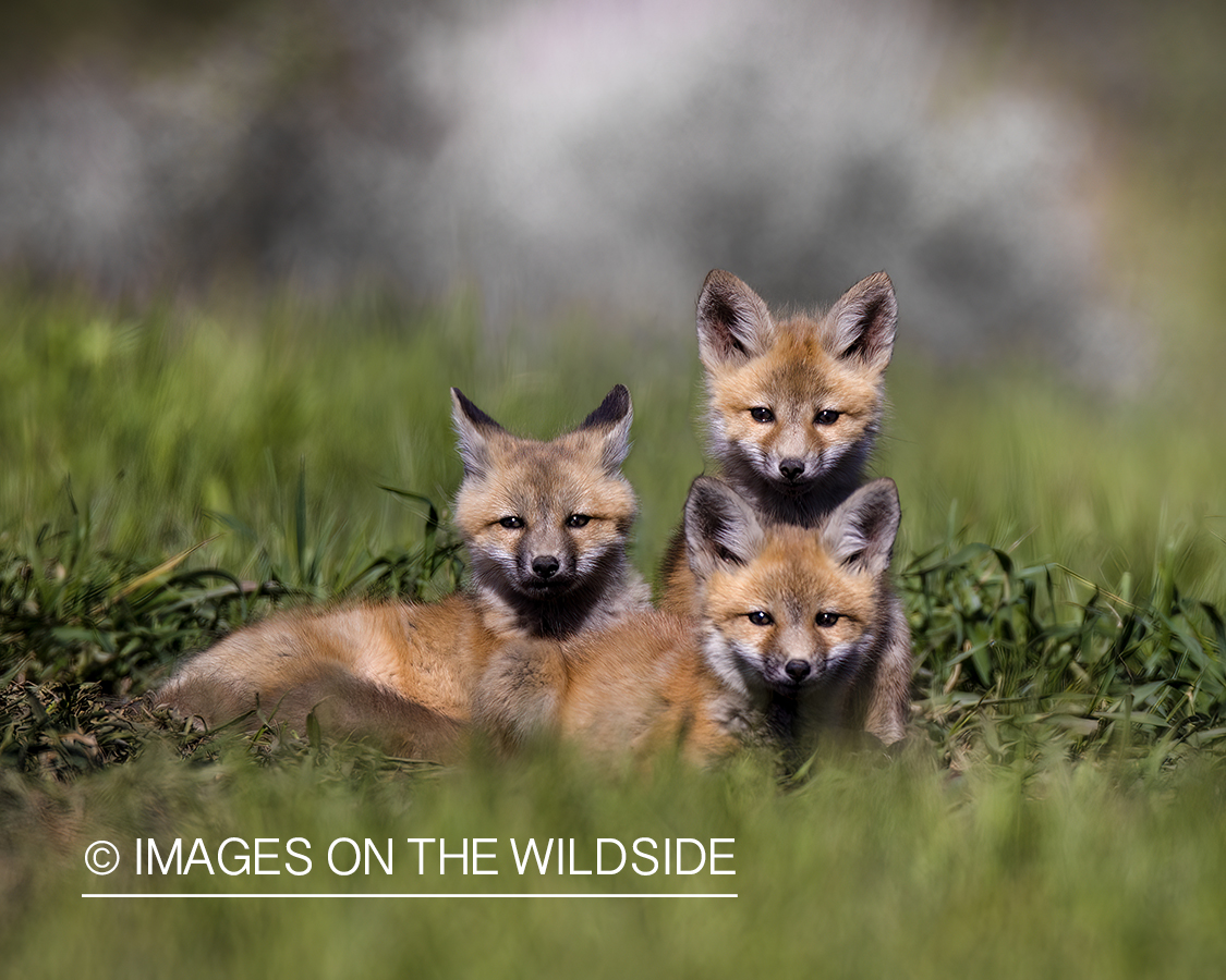 Fox pups