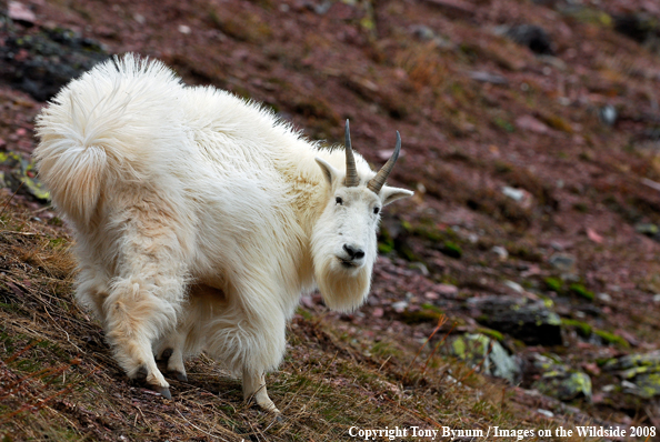 Billy Mountain Goat