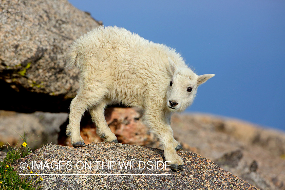 Rocky Mountain Goat kid.