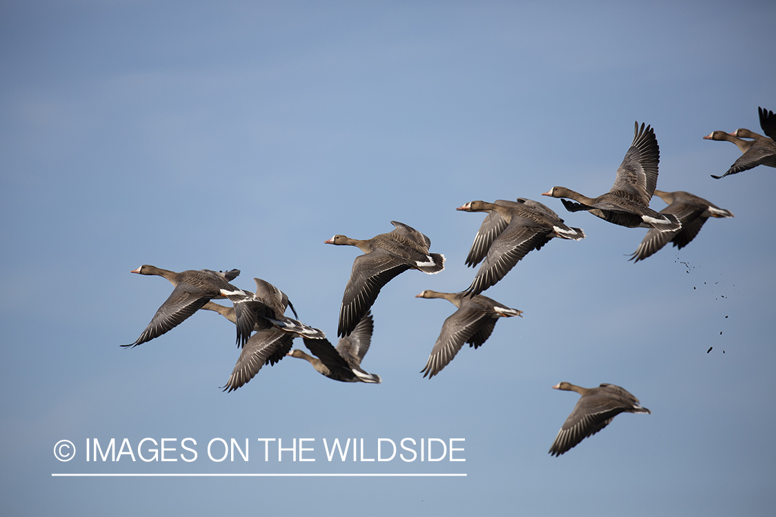 White-fronted geese in flight.