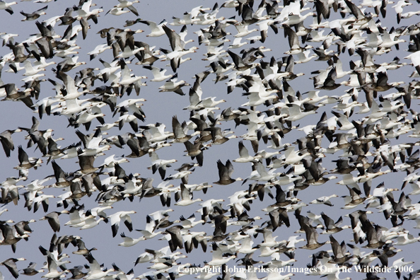 Snow geese in habitat.