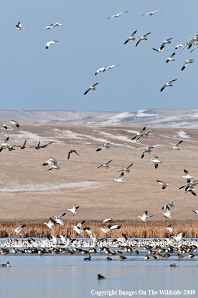 Flock of Snow Geese