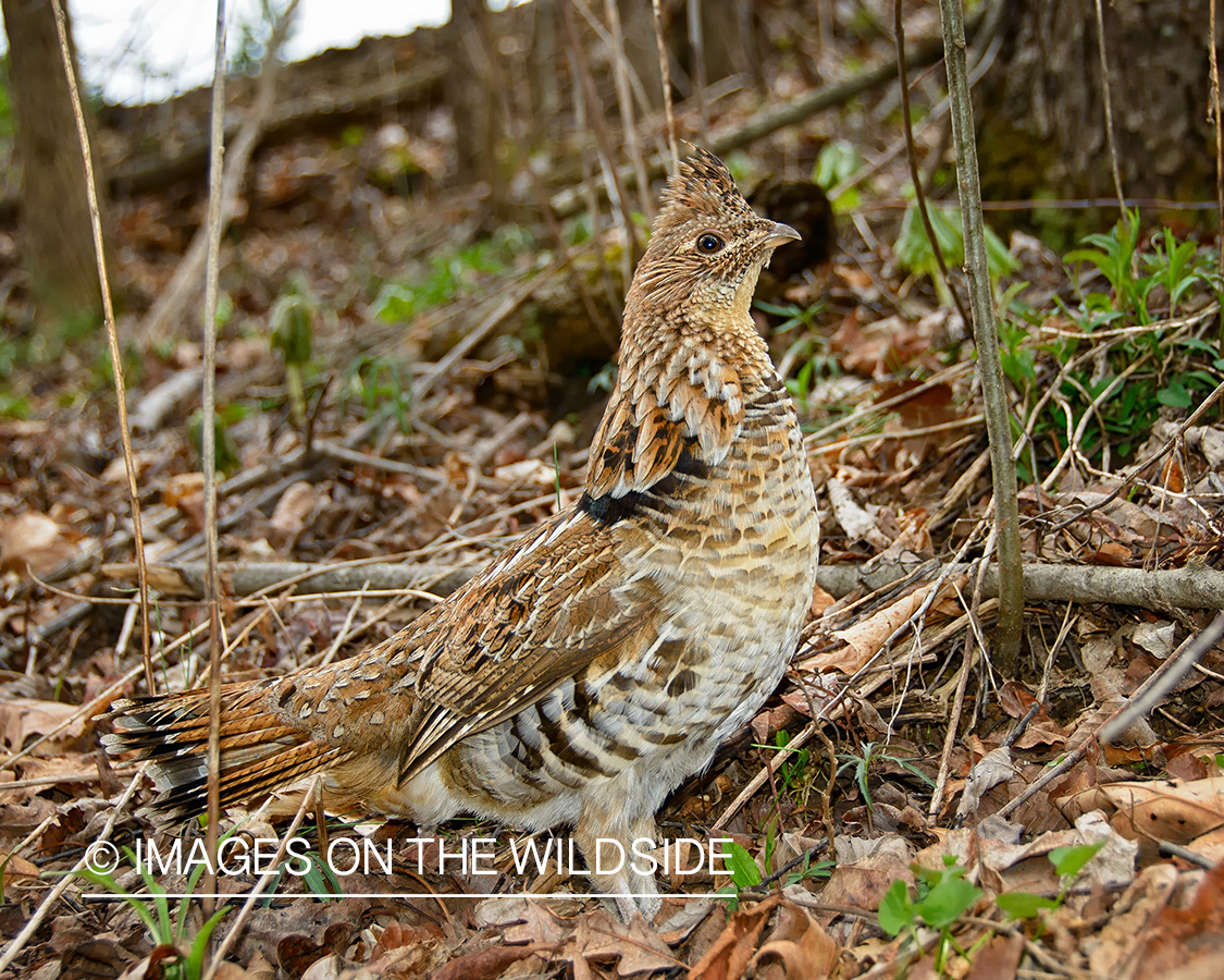 Ruffed Grouse.