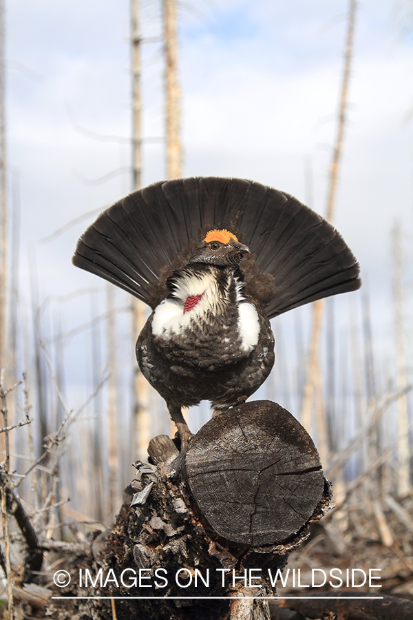 Male Dusky grouse displaying.