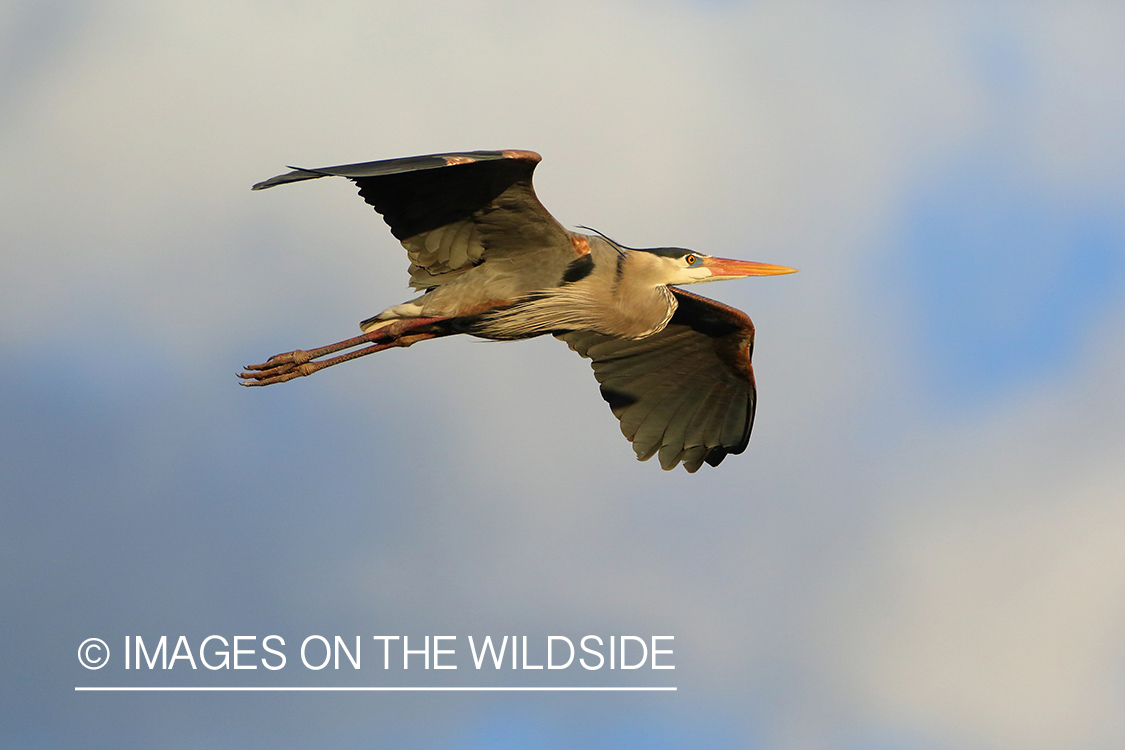 Great Blue Heron in Flight