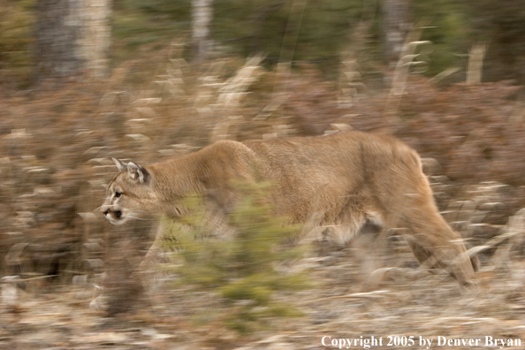 Mountain lion in habitat.