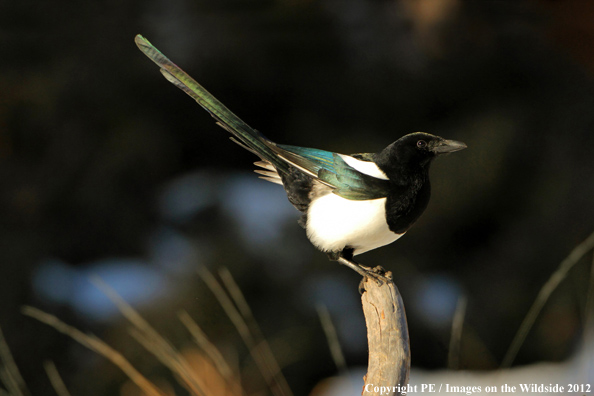 Magpie on branch. 